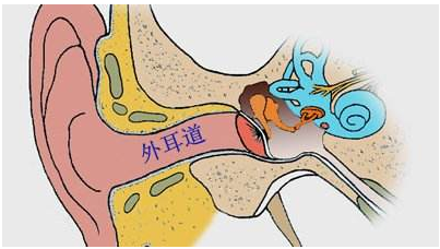 外耳，内耳，外耳道，耳廓软骨膜炎，眉山眼耳鼻咽喉专科医院.png